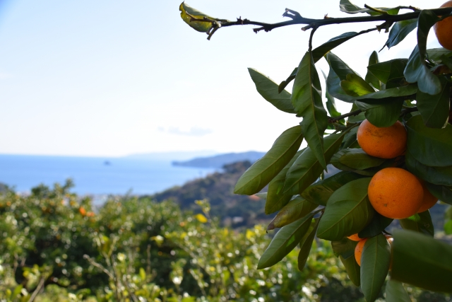 satsuma mandarins