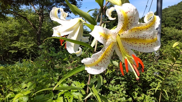 gold-banded lily