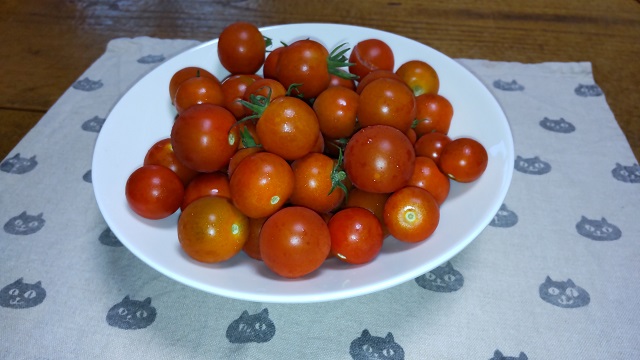 Freshly picked cherry tomatoes