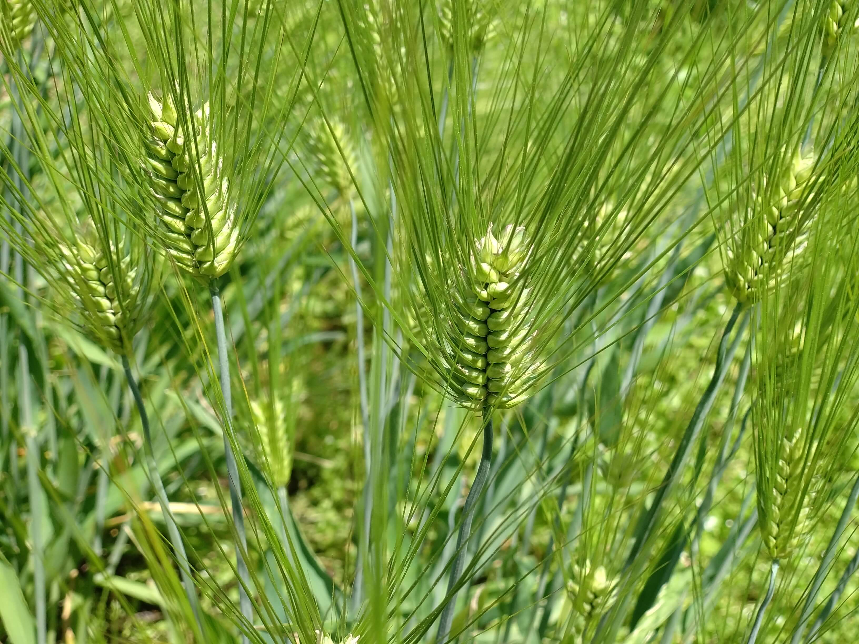 Barley