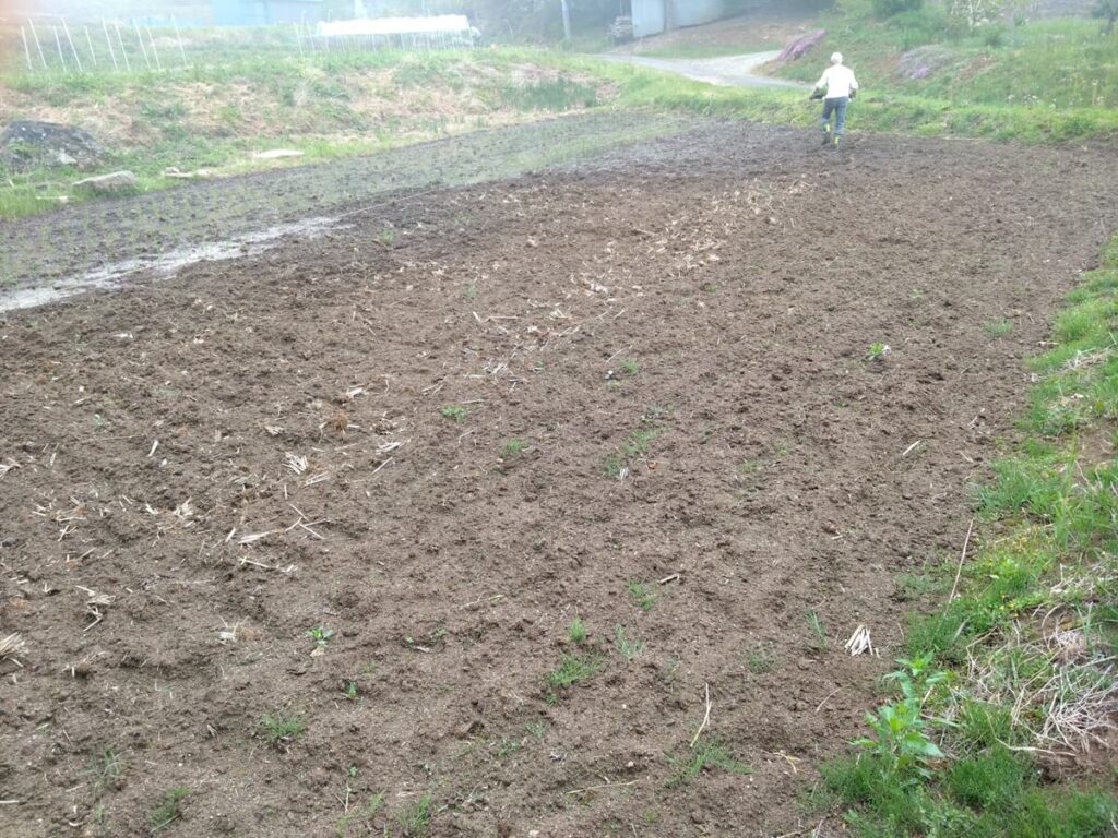 Rice planting in dry fields