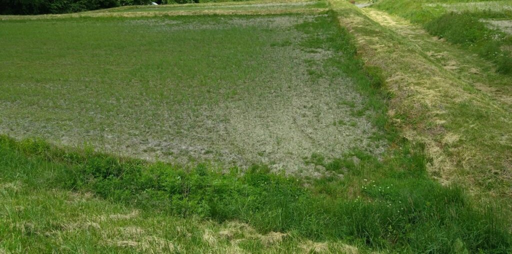 From rice paddies to fields