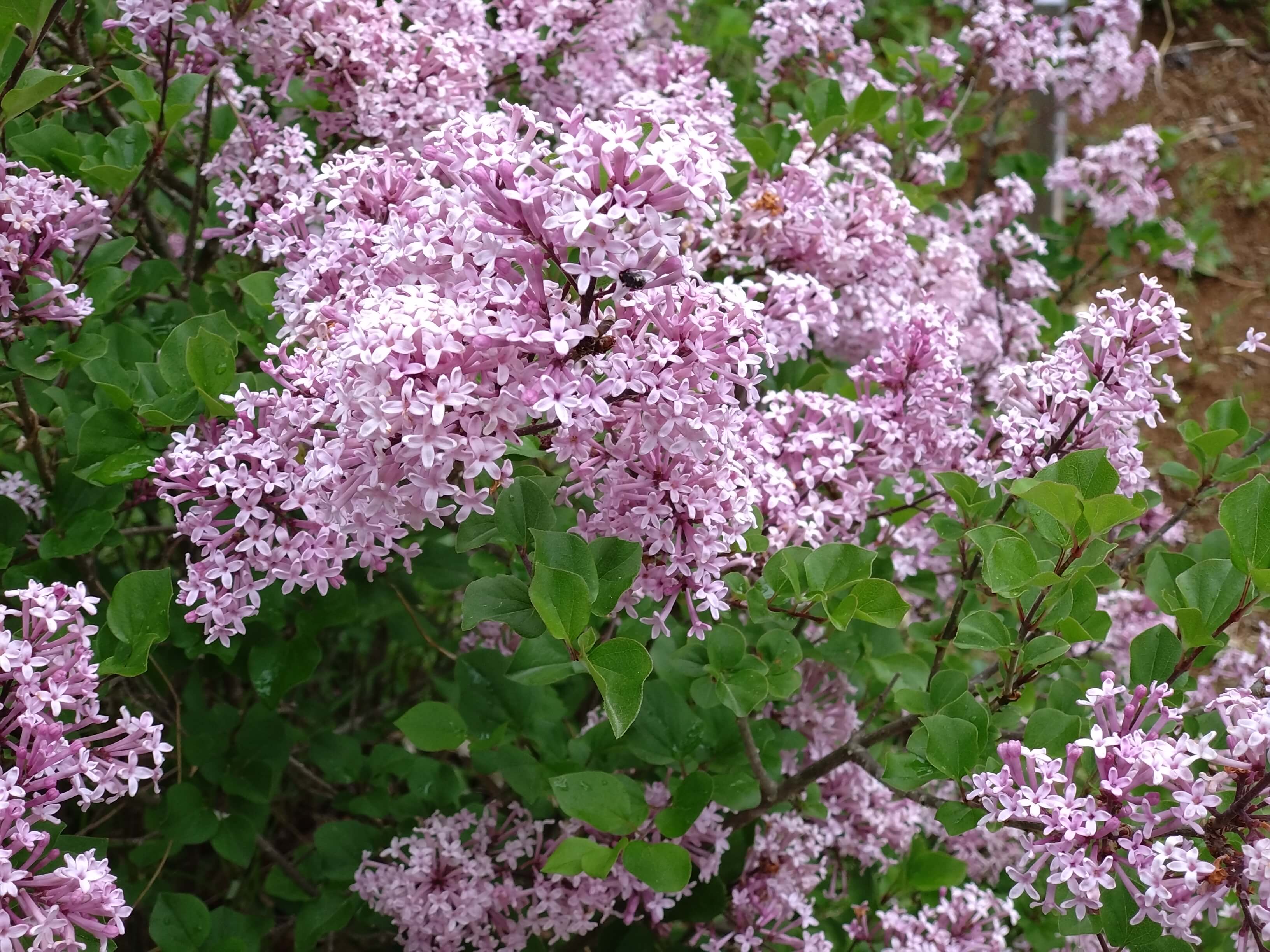 Lilac
