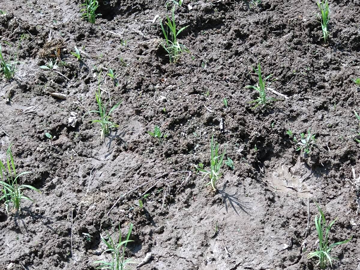 Dry-field rice paddies